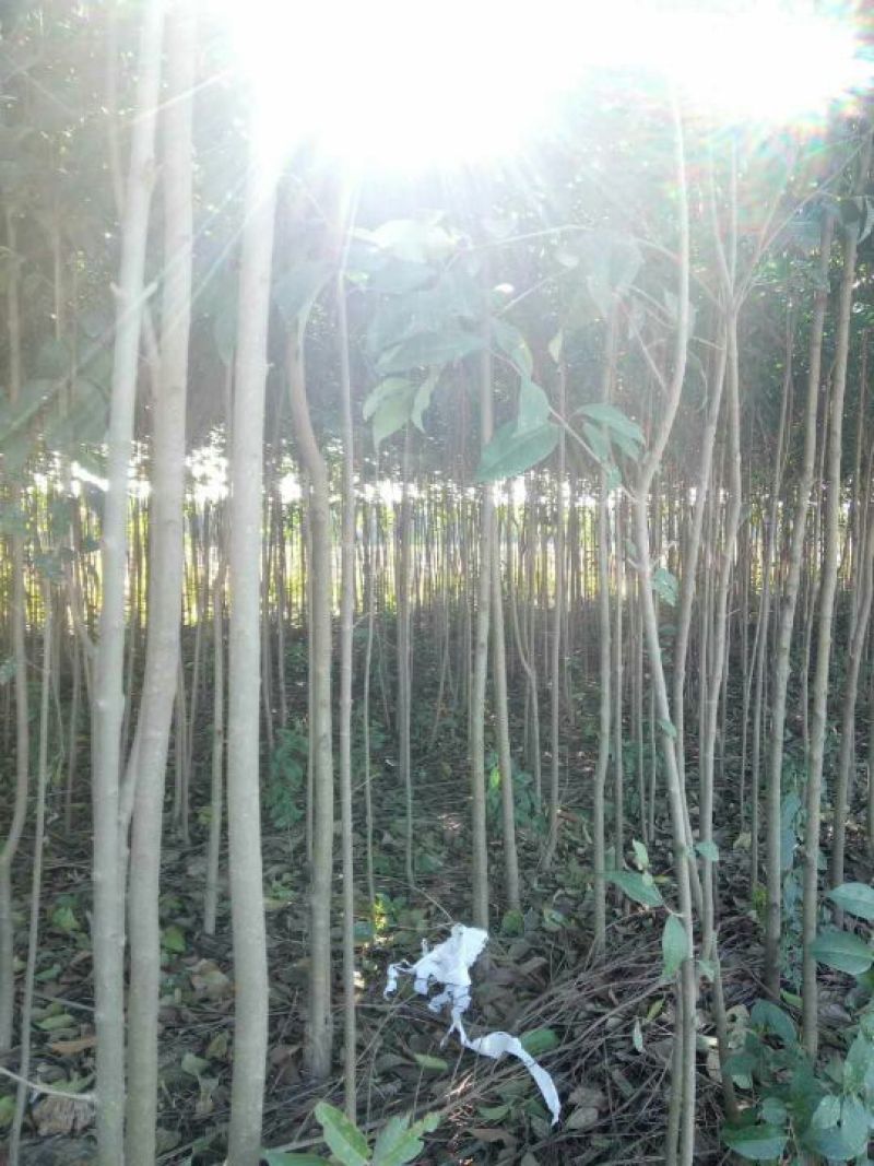 大叶女贞4cm以下，茎干直，分枝好，本人还有樟树，桂花