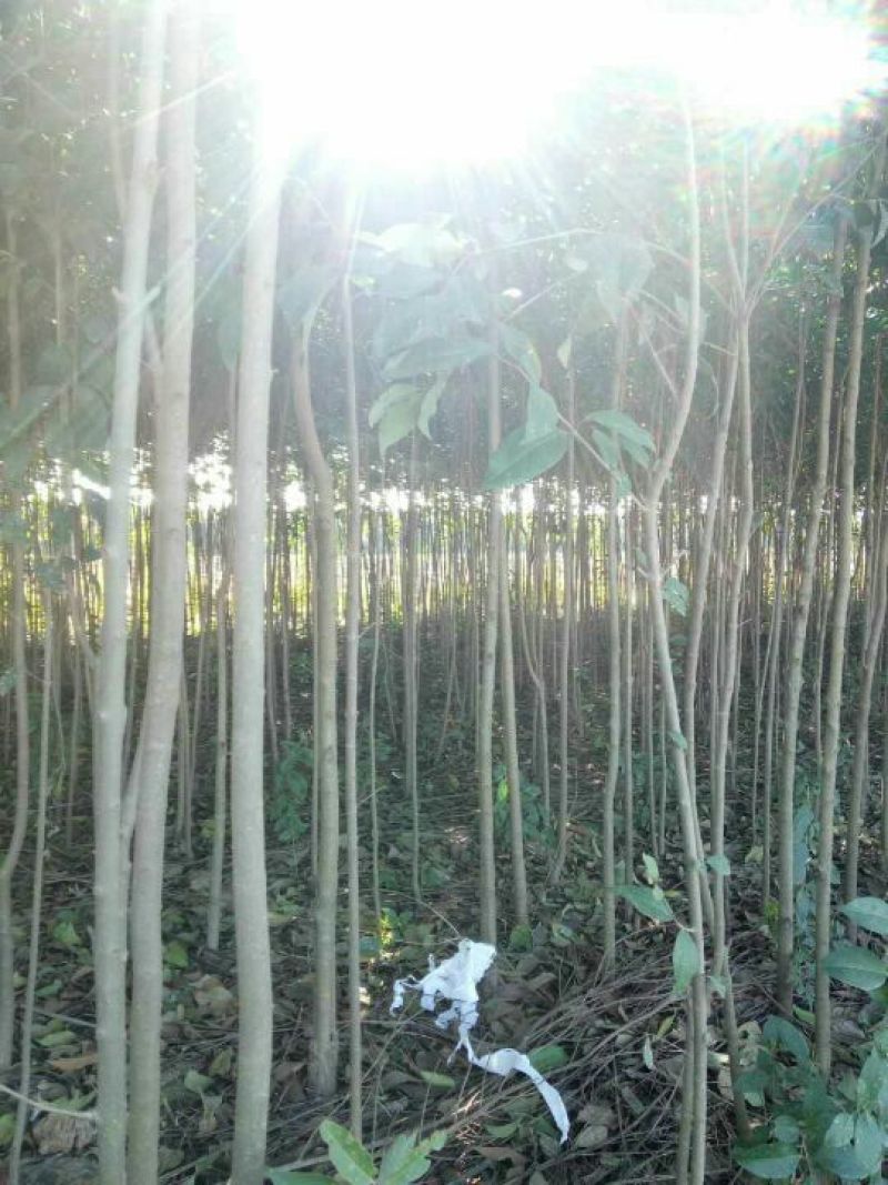 大叶女贞4cm以下，茎干直，分枝好，本人还有樟树，桂花