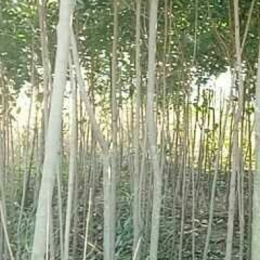 大叶女贞4cm以下，茎干直，分枝好，本人还有樟树，桂花