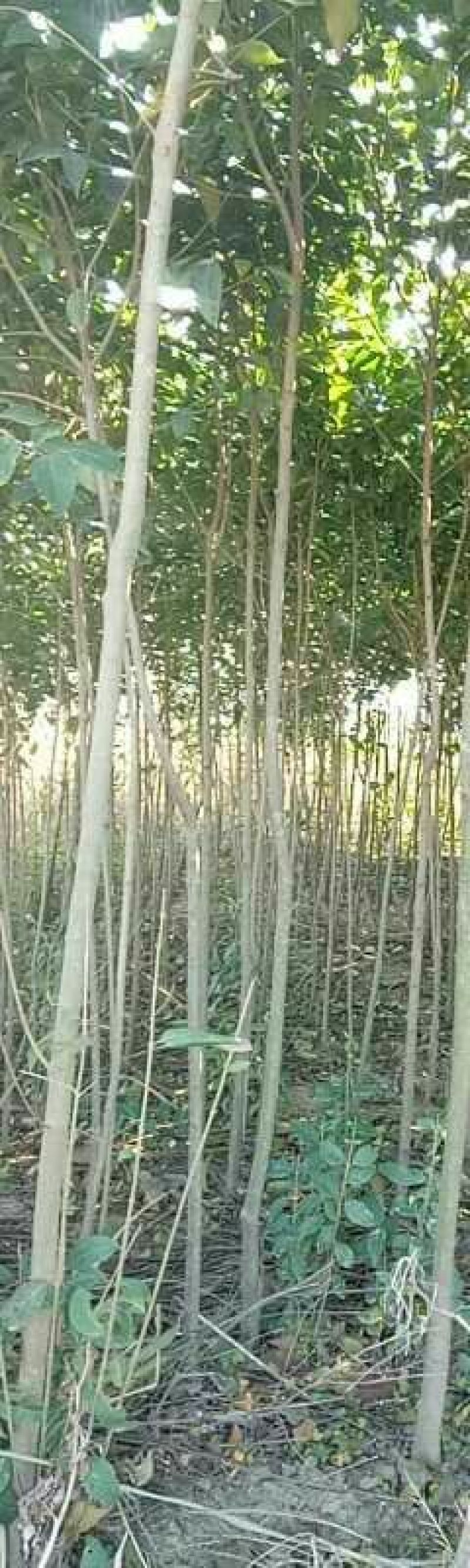 大叶女贞4cm以下，茎干直，分枝好，本人还有樟树，桂花