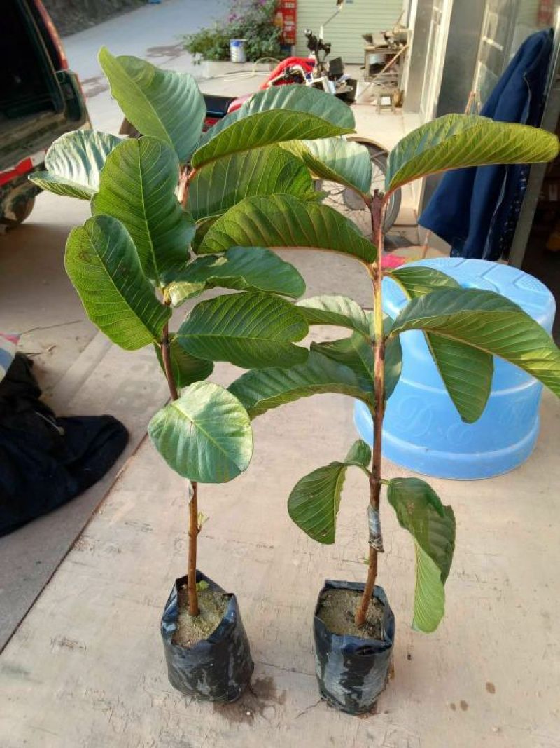 台湾红心番石榴苗50~80cm