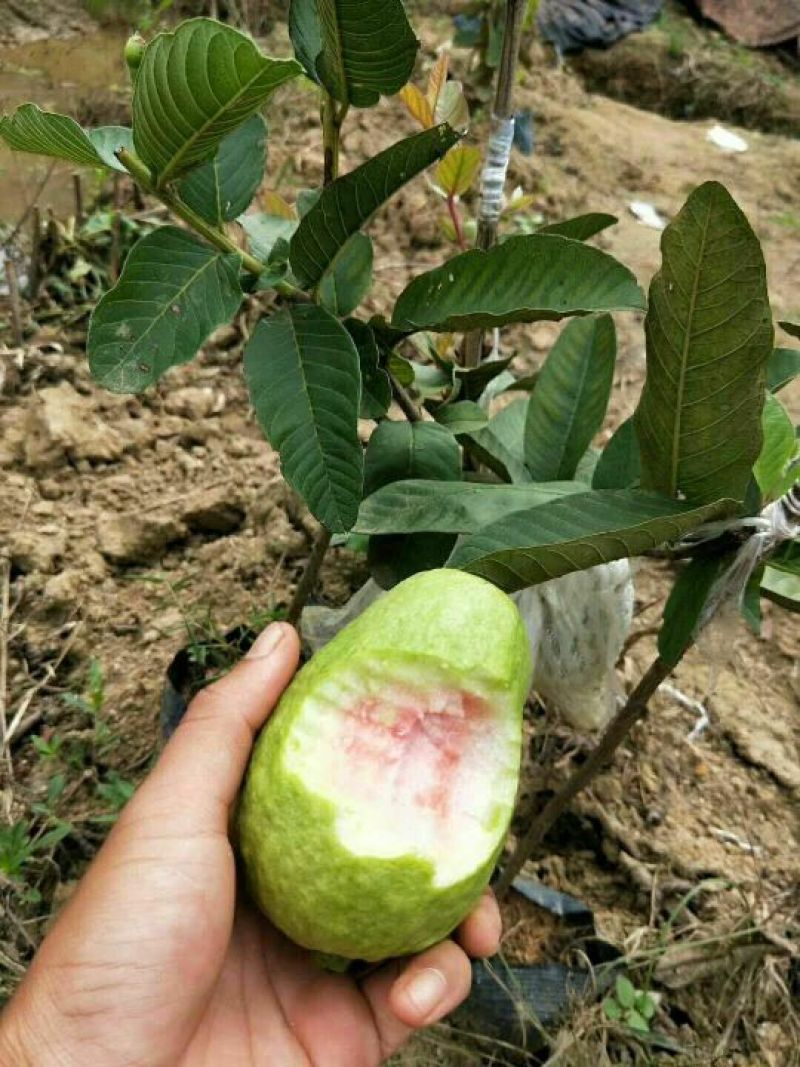 台湾红心番石榴苗50~80cm