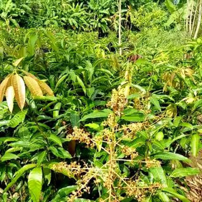 芒果苗1~1.5m