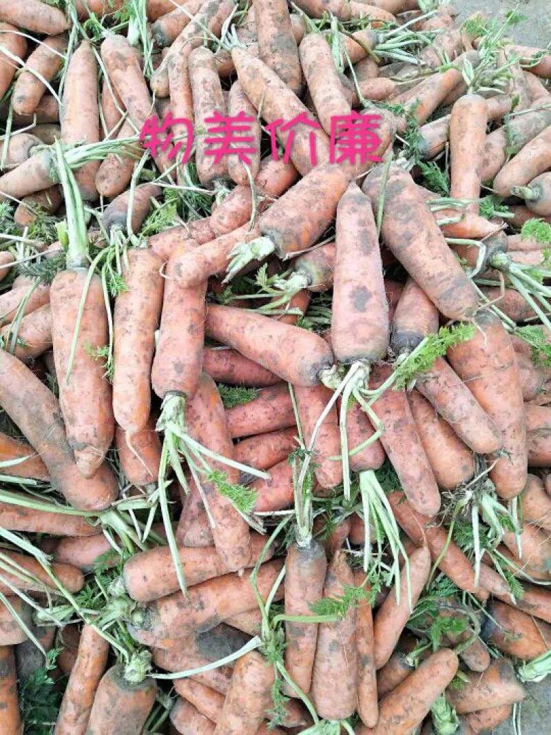 三红胡萝卜3两以上水洗15厘米以上红
