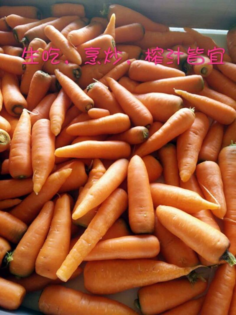 三红胡萝卜3两以上水洗15厘米以上红