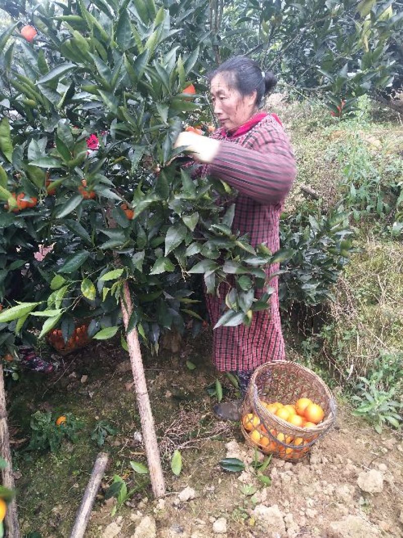 四川仁寿宝飞果园村塔罗科血橙65~70mm