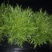 苦菊25~30cm