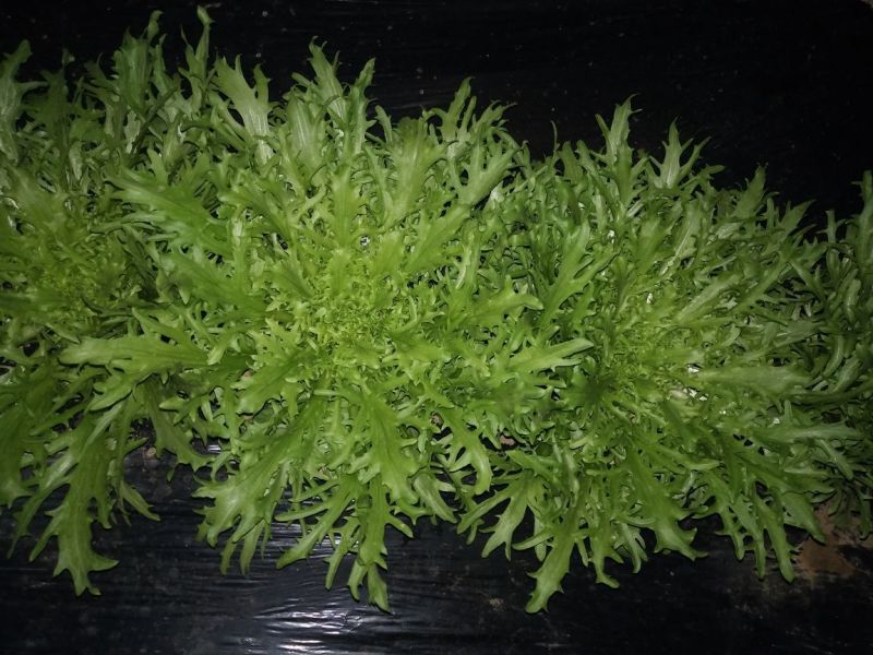 苦菊25~30cm