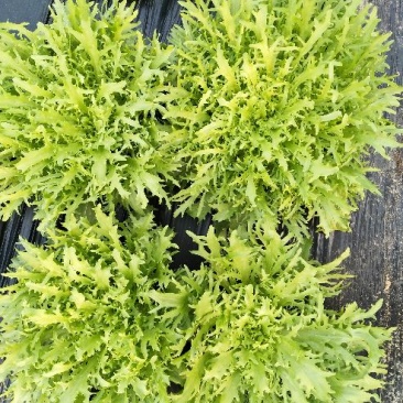 苦菊25~30cm