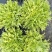 苦菊25~30cm