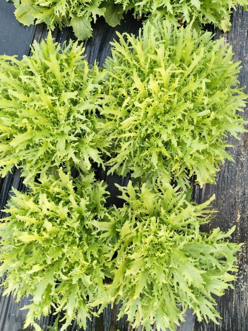苦菊25~30cm