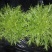 苦菊25~30cm
