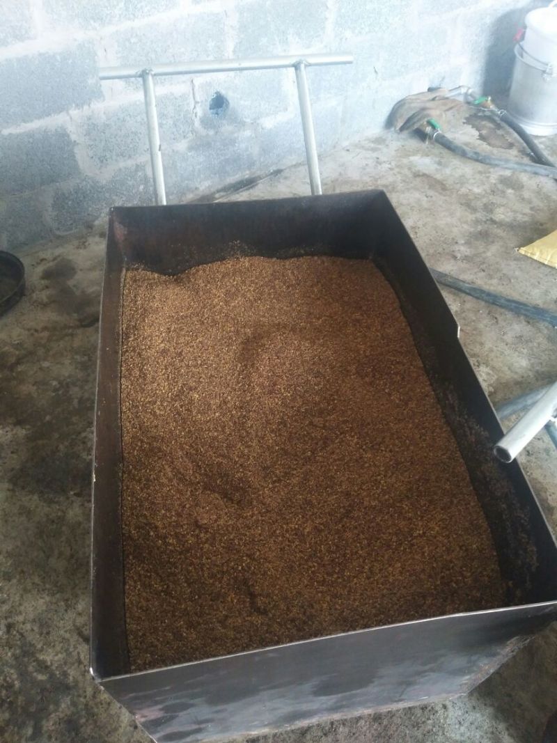 山茶油果中籽