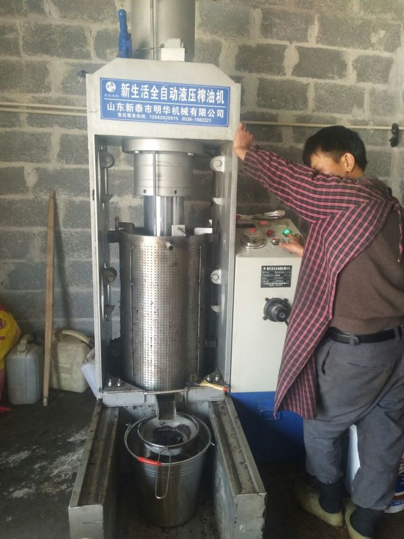 山茶油果中籽