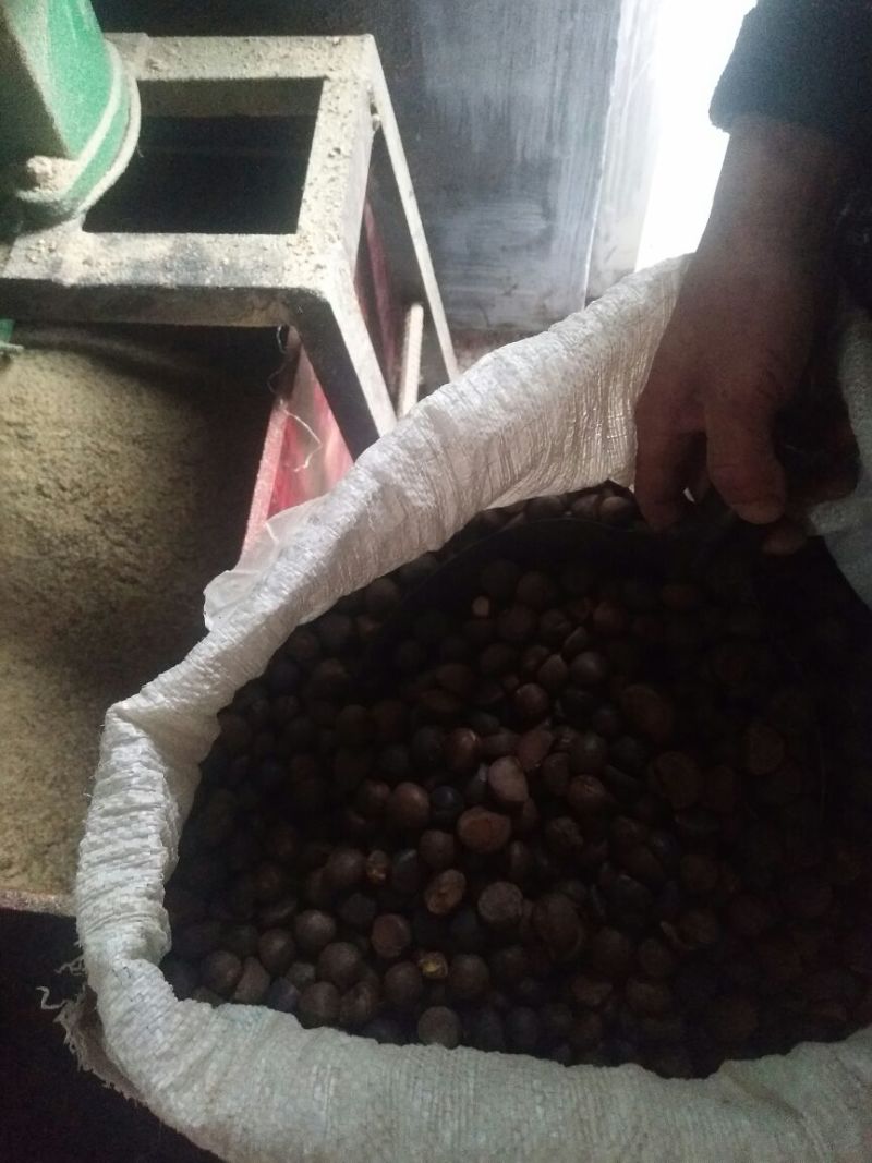 山茶油果中籽