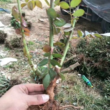 食用玫瑰苗20~30cm