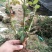 食用玫瑰苗20~30cm