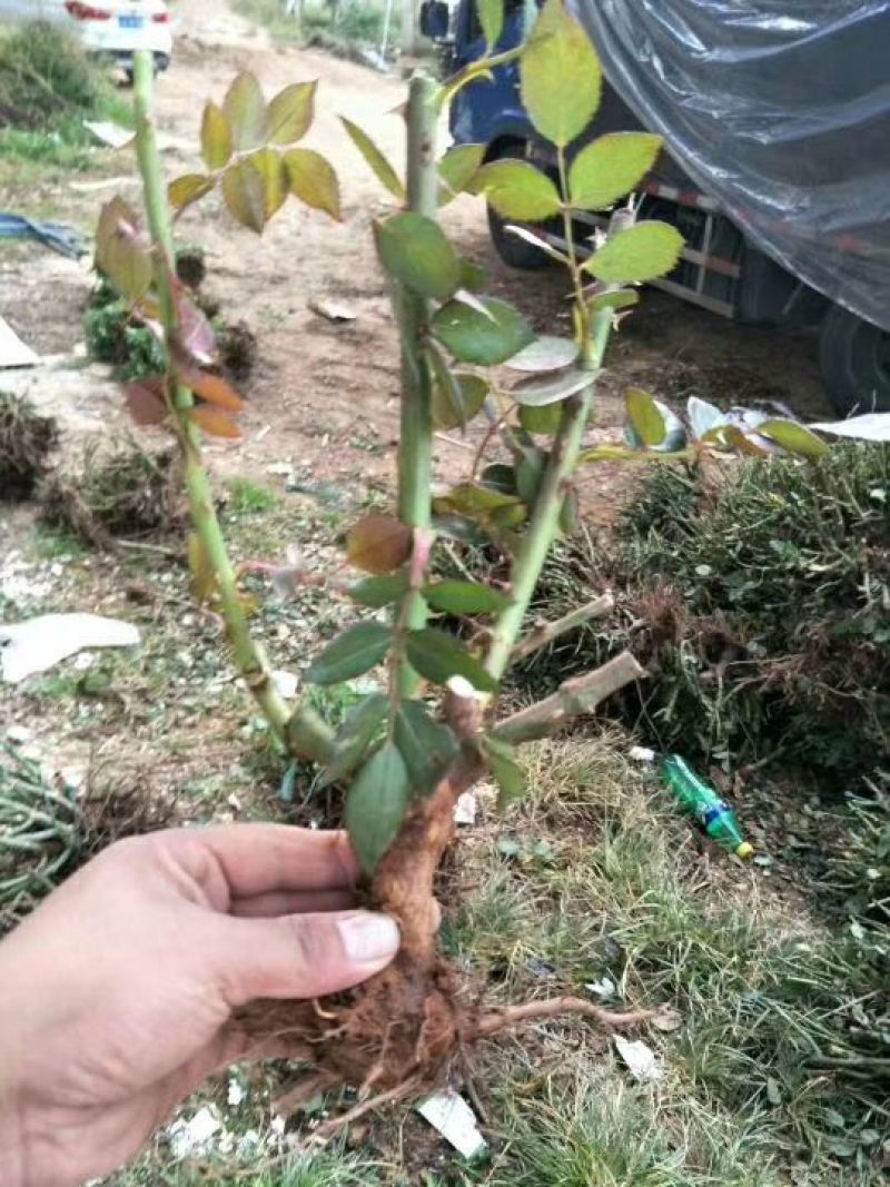 食用玫瑰苗20~30cm