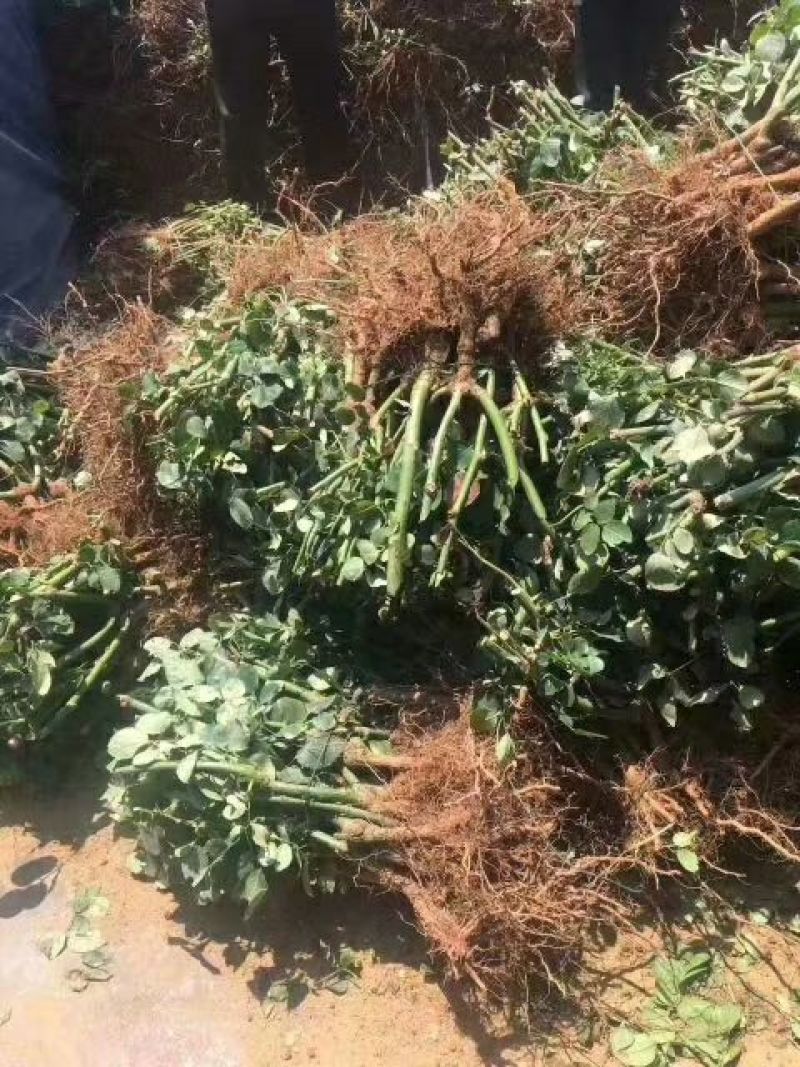 食用玫瑰苗20~30cm