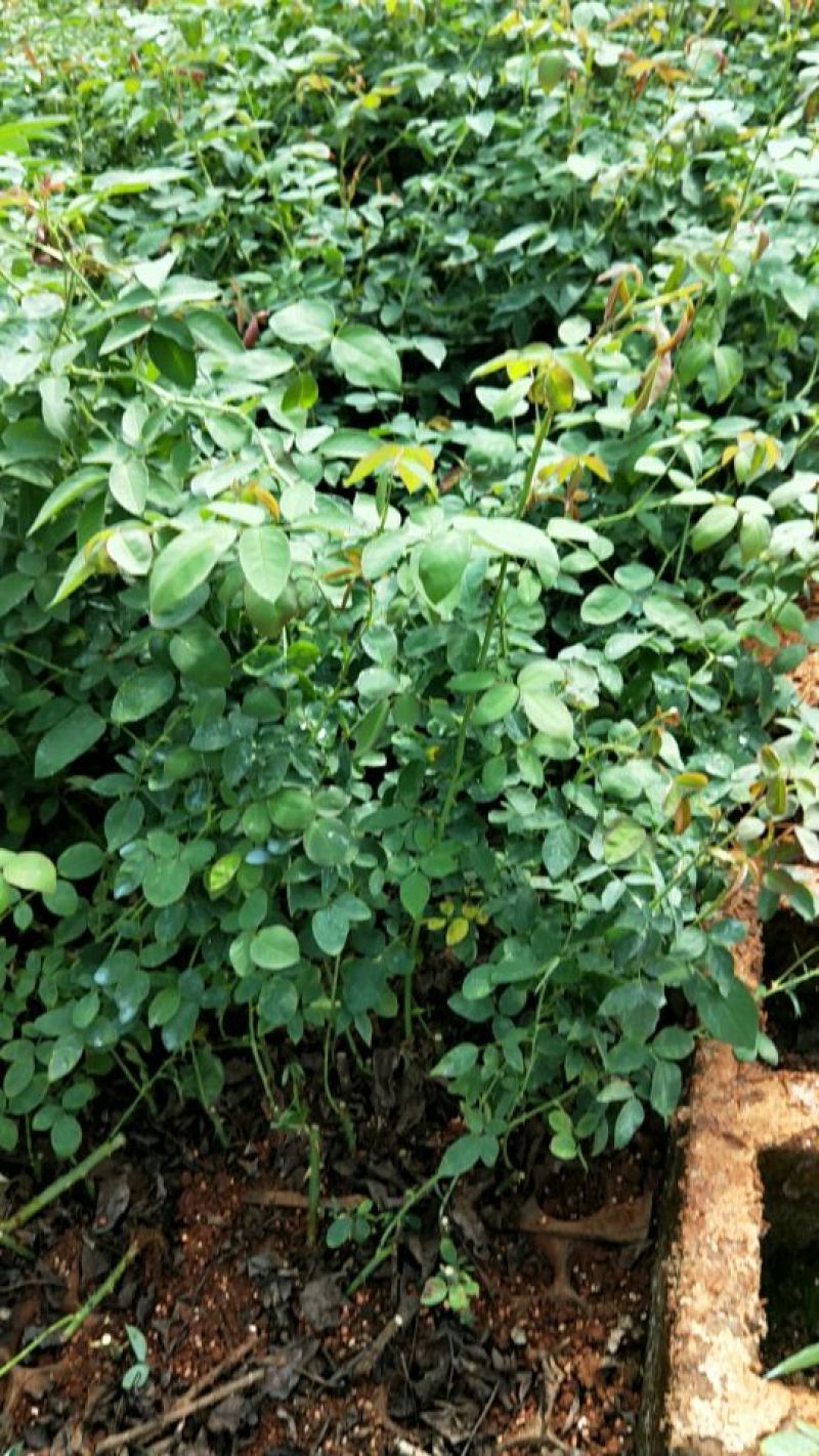 食用玫瑰苗20~30cm