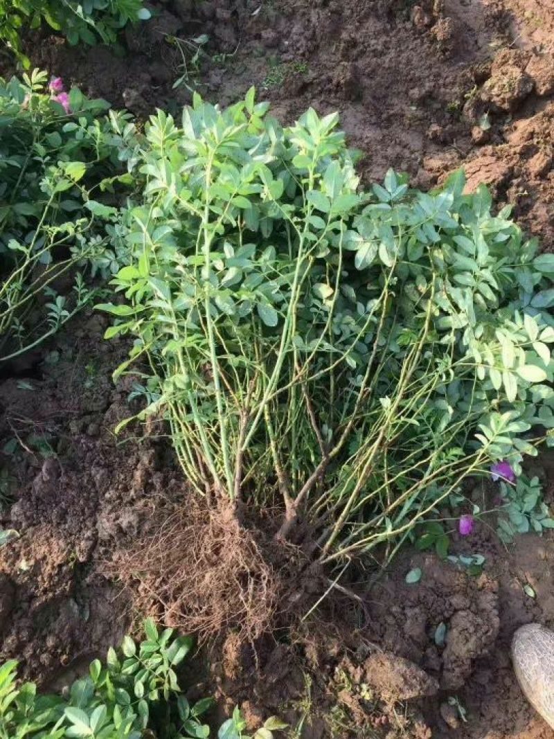 食用玫瑰苗20~30cm