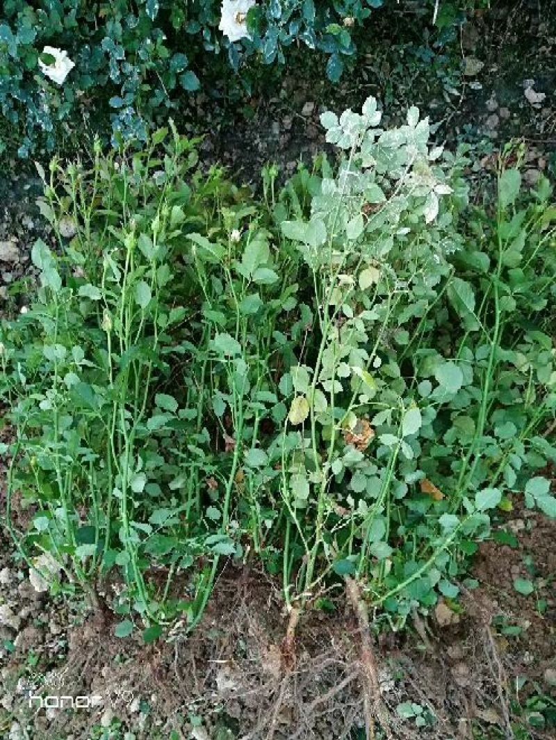 食用玫瑰苗20~30cm