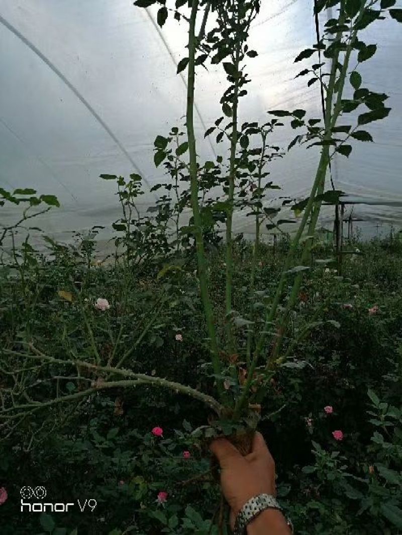 食用玫瑰苗20~30cm