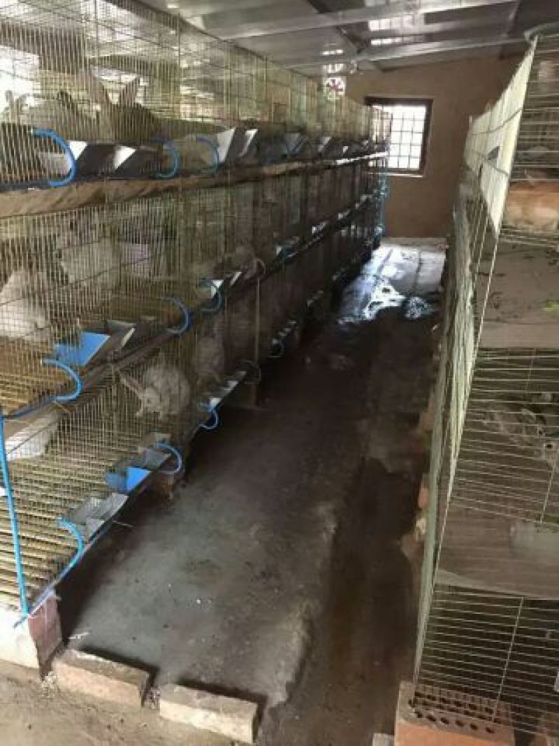 宠物兔1~3