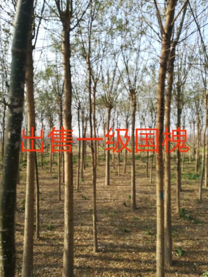 造型树