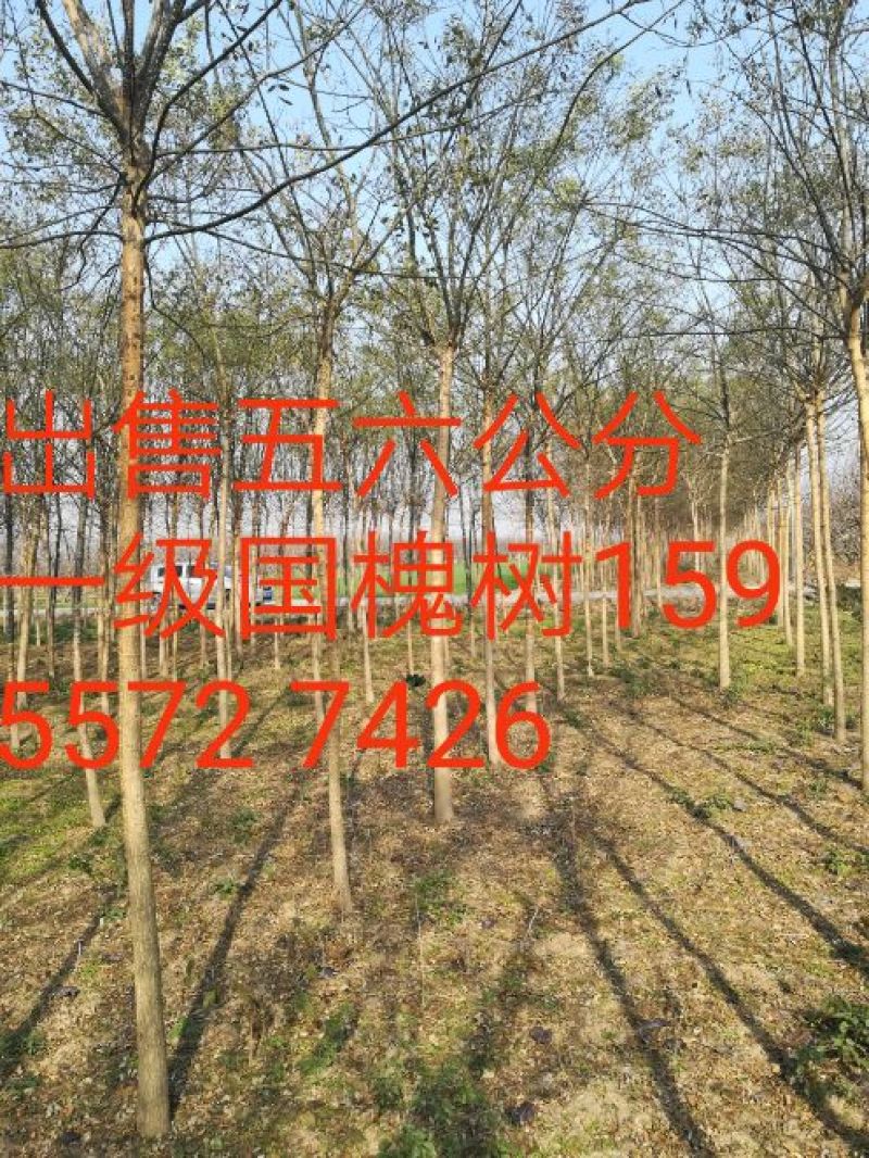 造型树