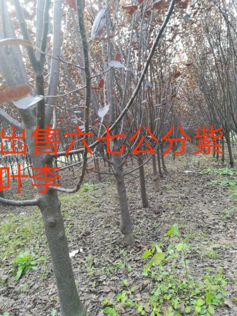 造型树