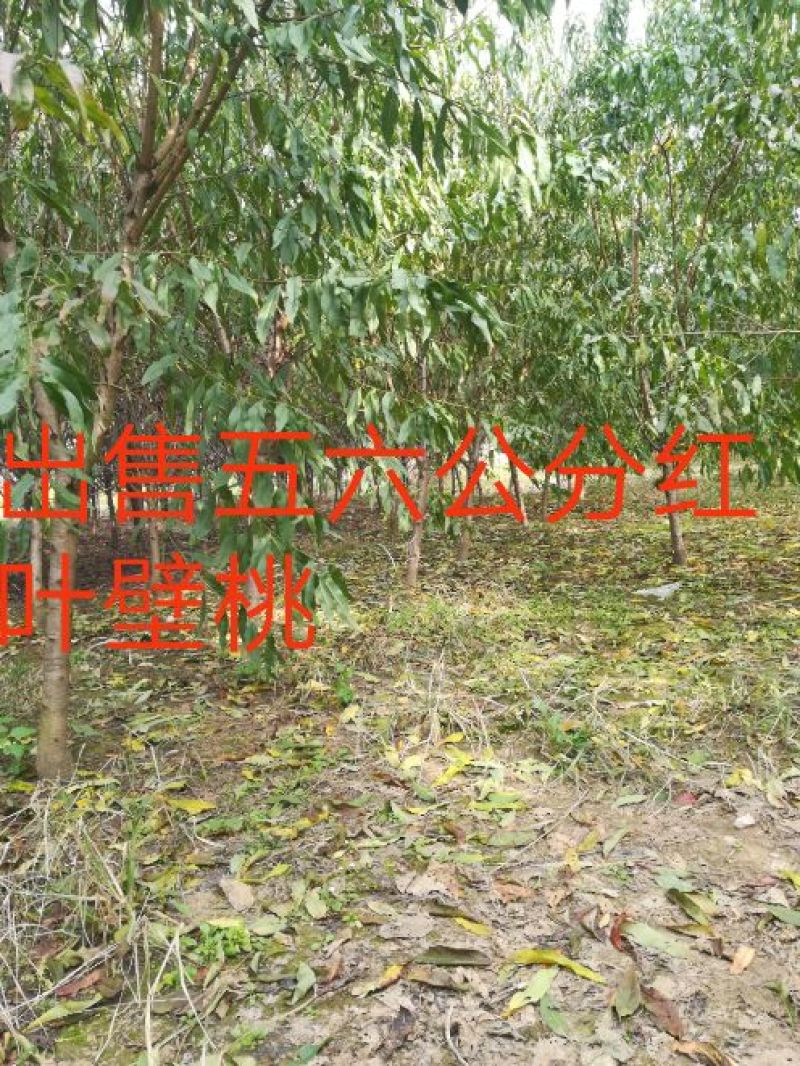 造型树