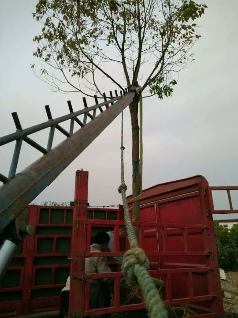 樟树10~20cm