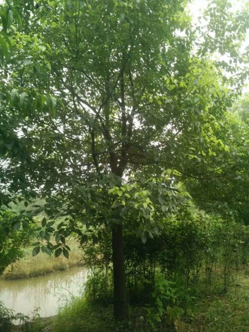 樟树10~20cm