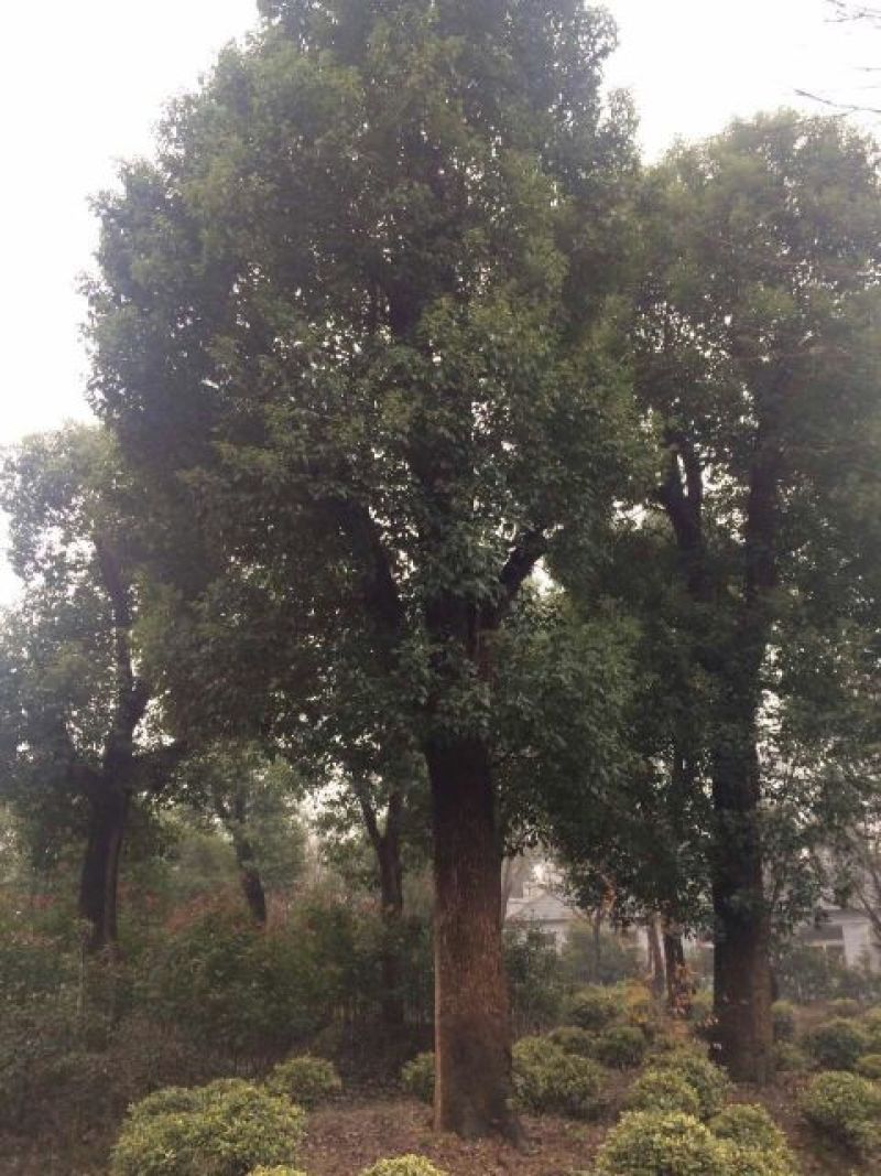 樟树10~20cm