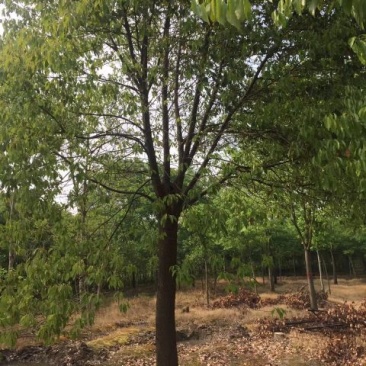 樟树10~20cm
