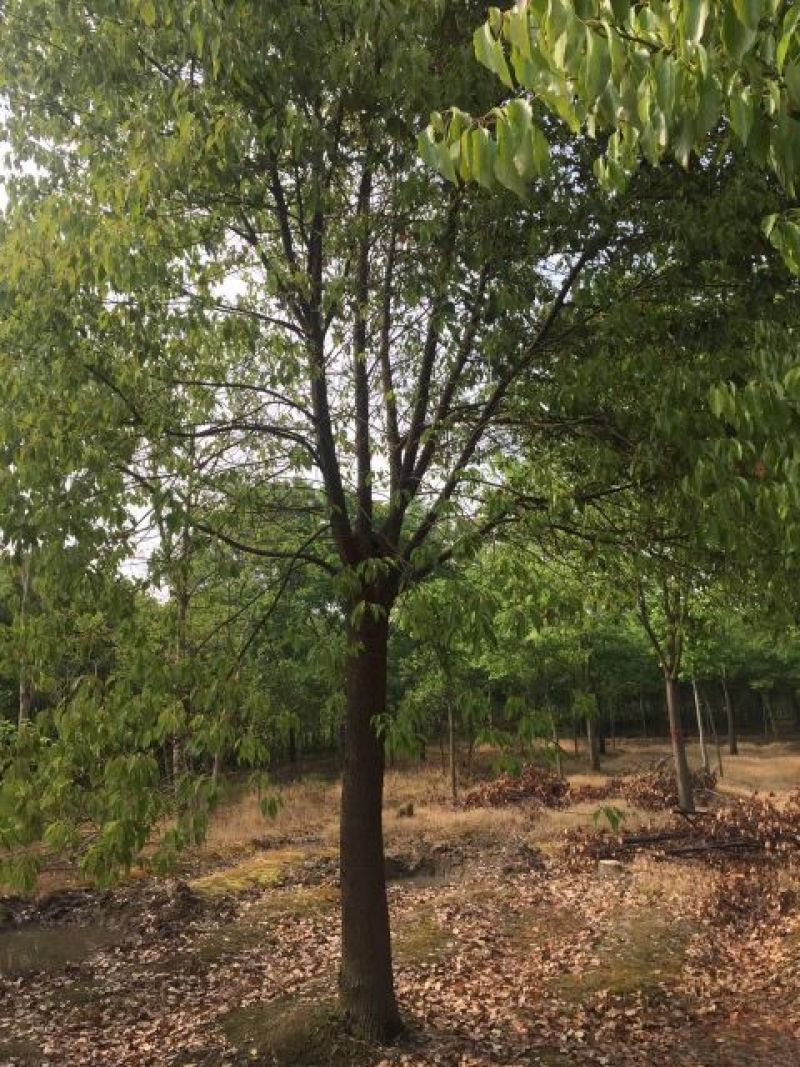 樟树10~20cm