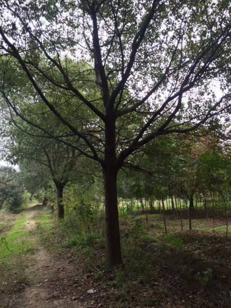 樟树10~20cm
