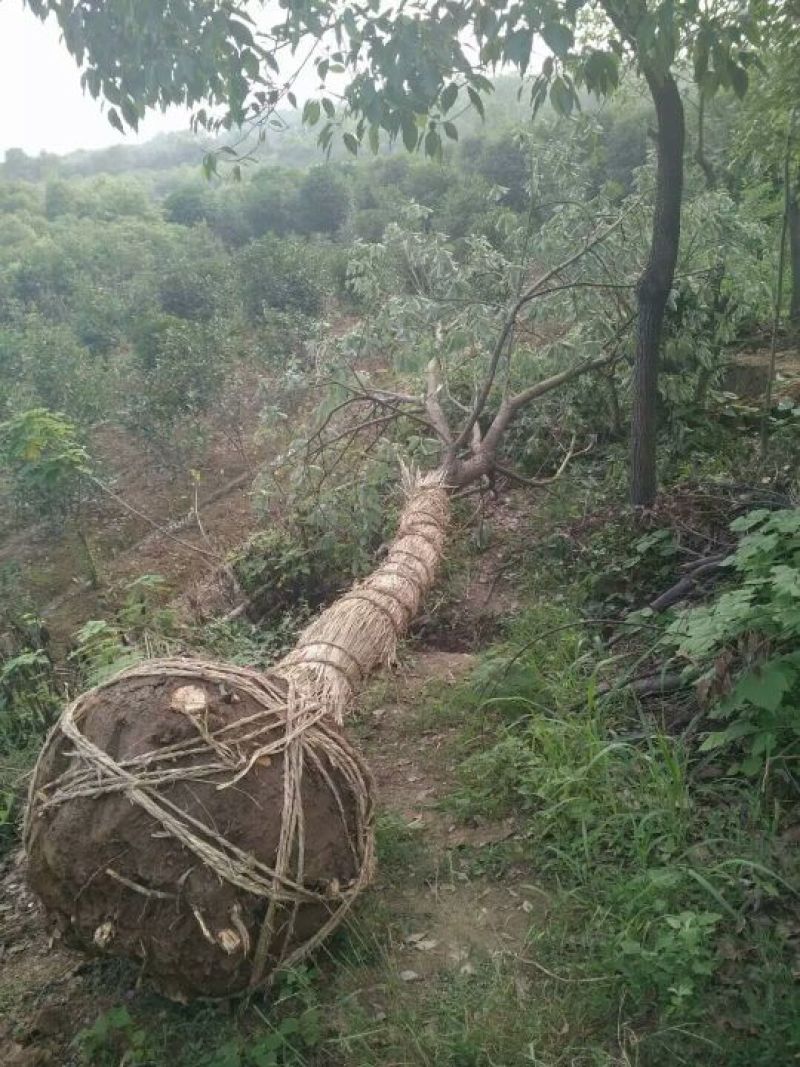 樟树10~20cm
