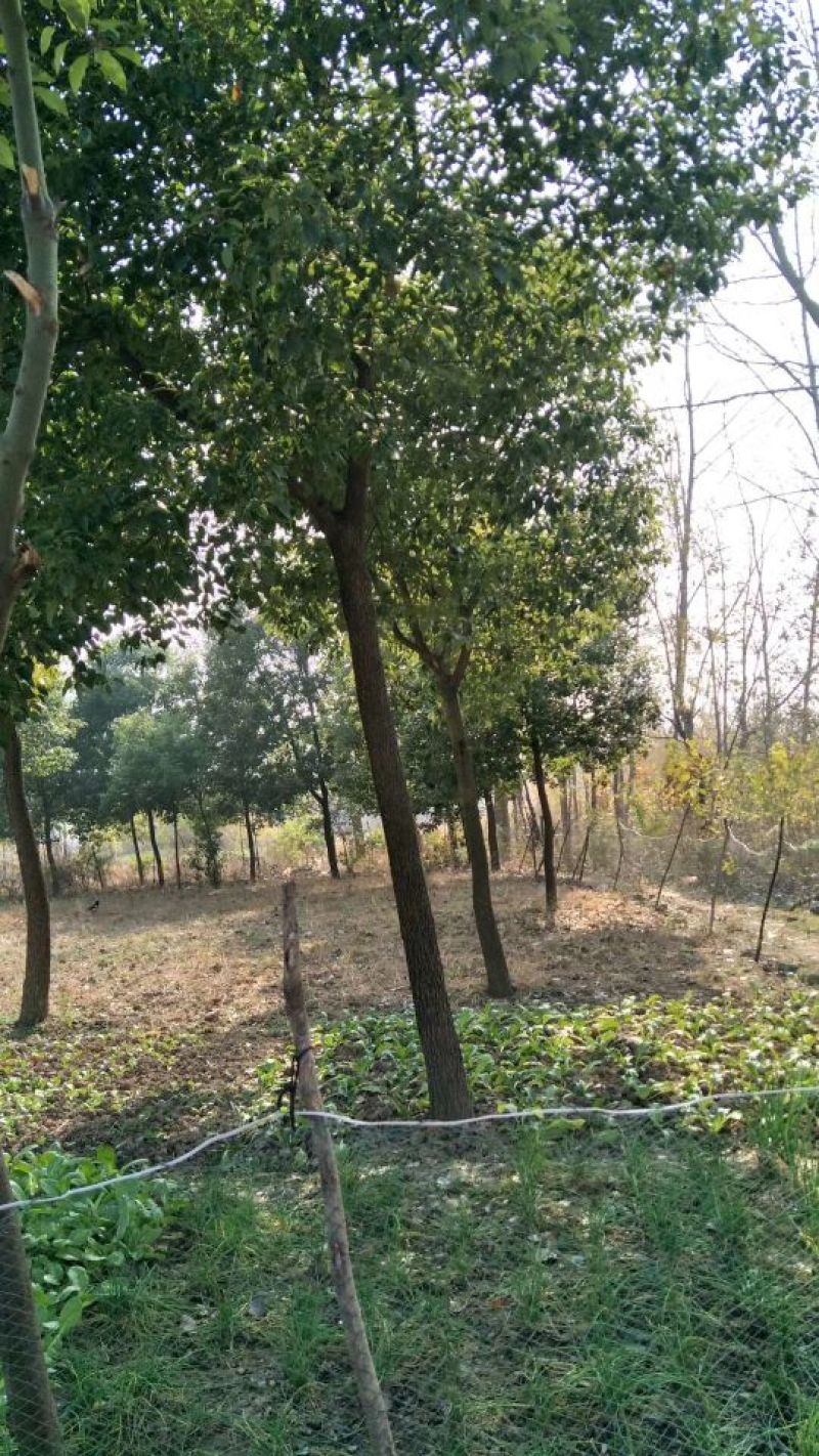 樟树10~20cm