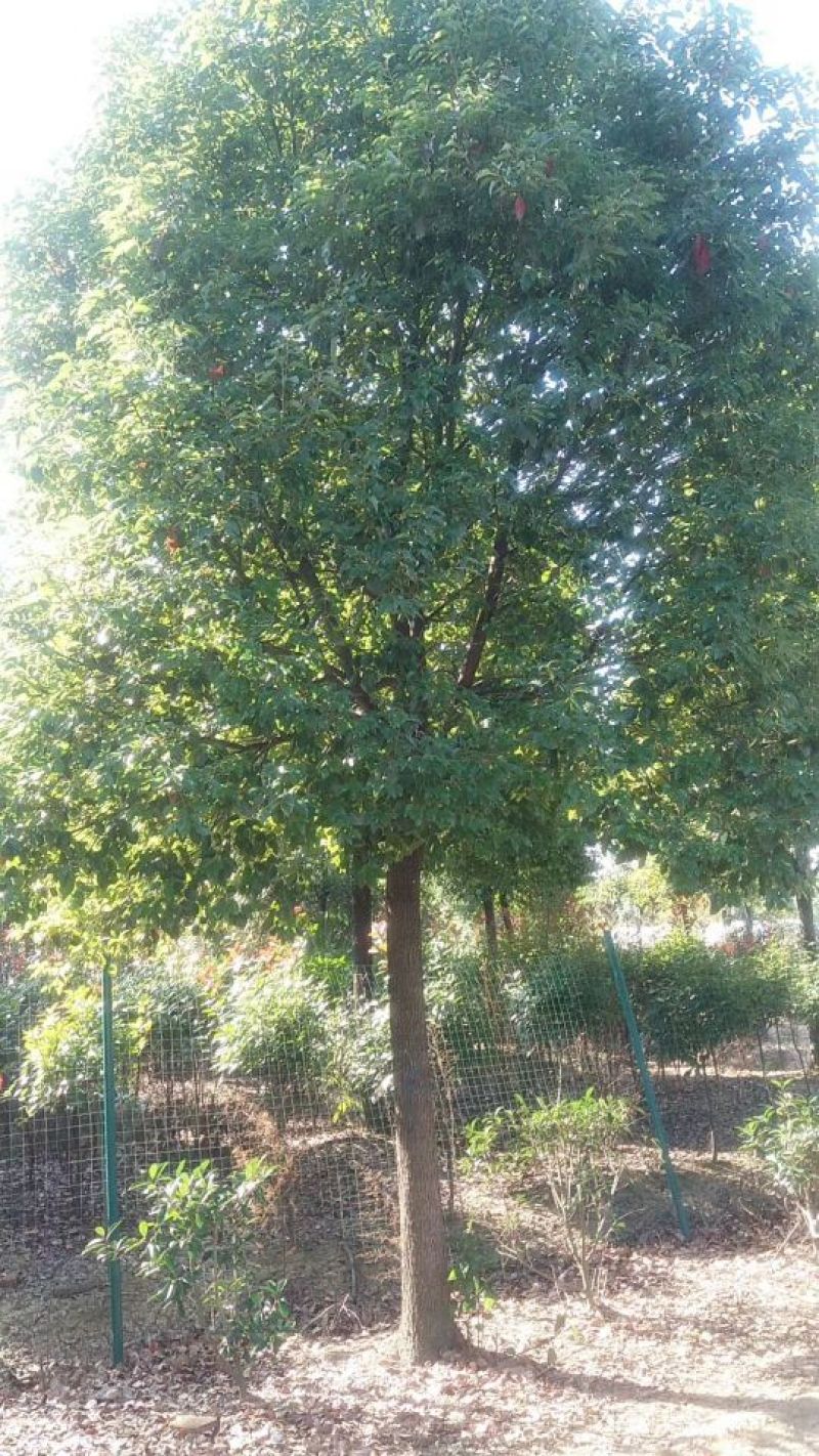 樟树10~20cm