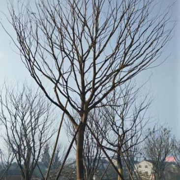 朴树2.5~3m16~18cm
