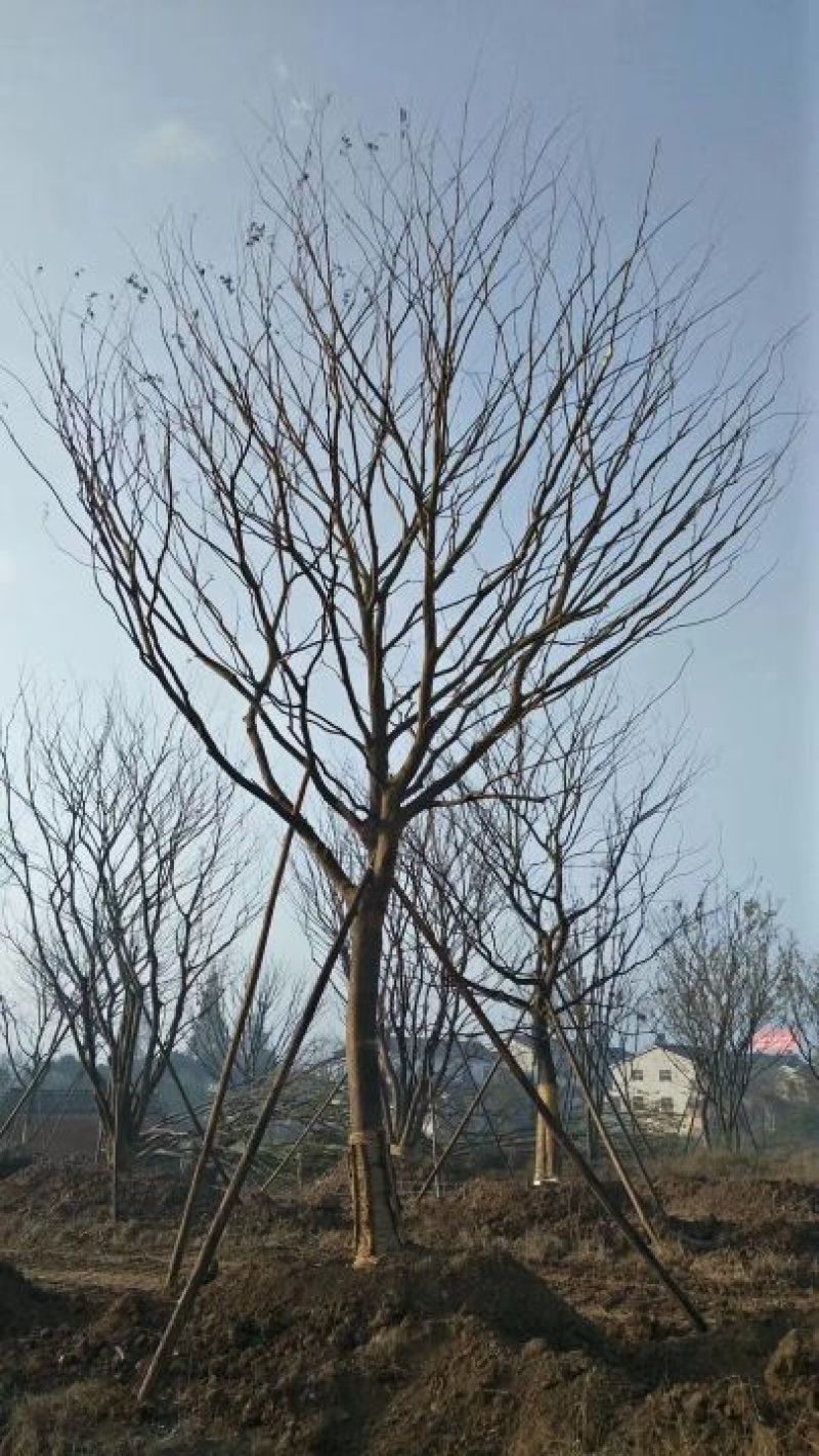 朴树2.5~3m16~18cm