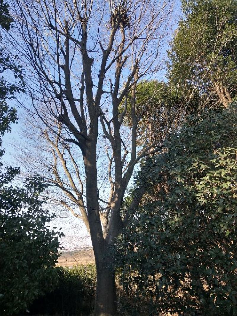 朴树2.5~3m16~18cm