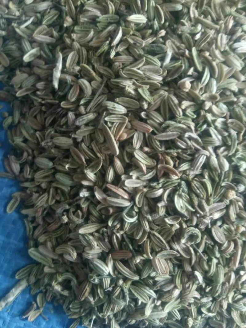 茴香籽