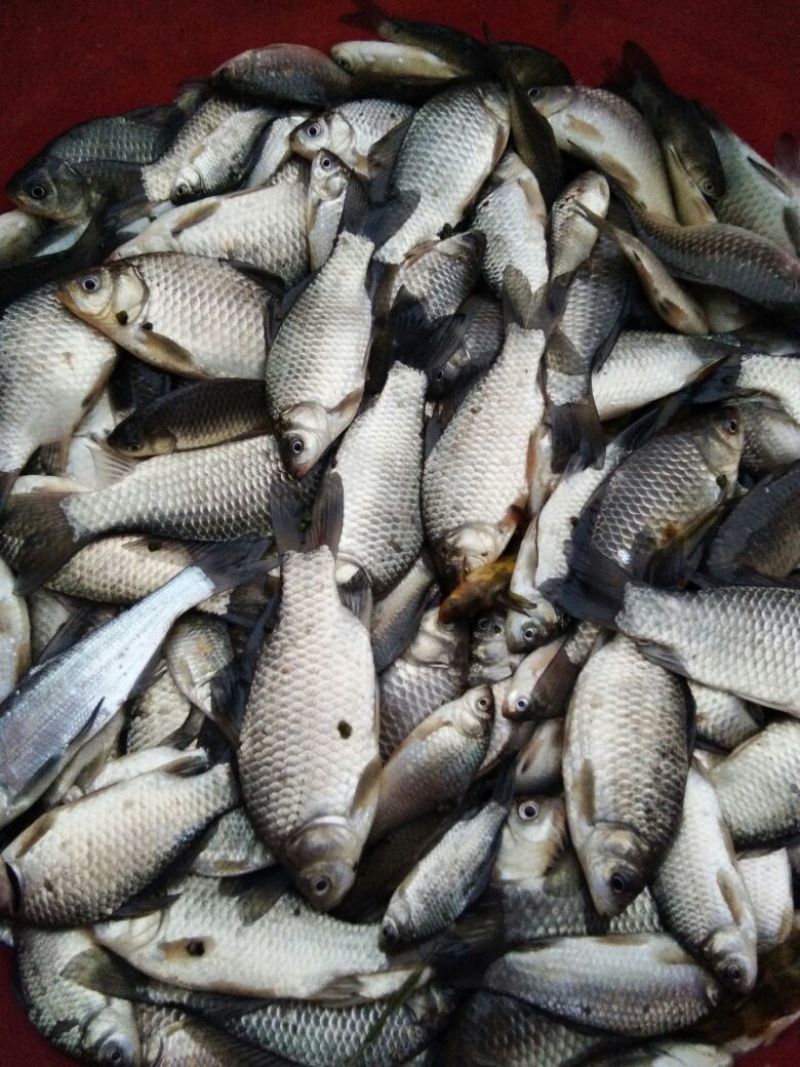 白鲫食用