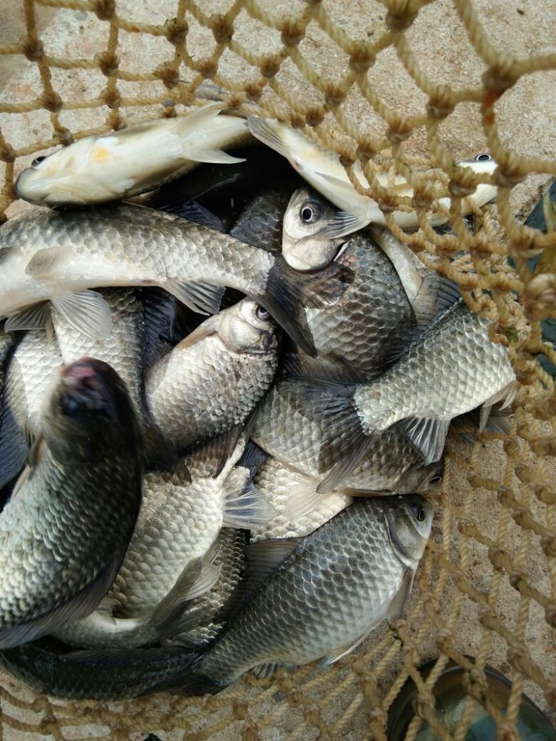 白鲫食用