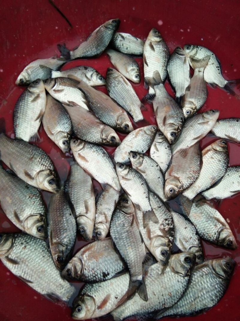 白鲫食用