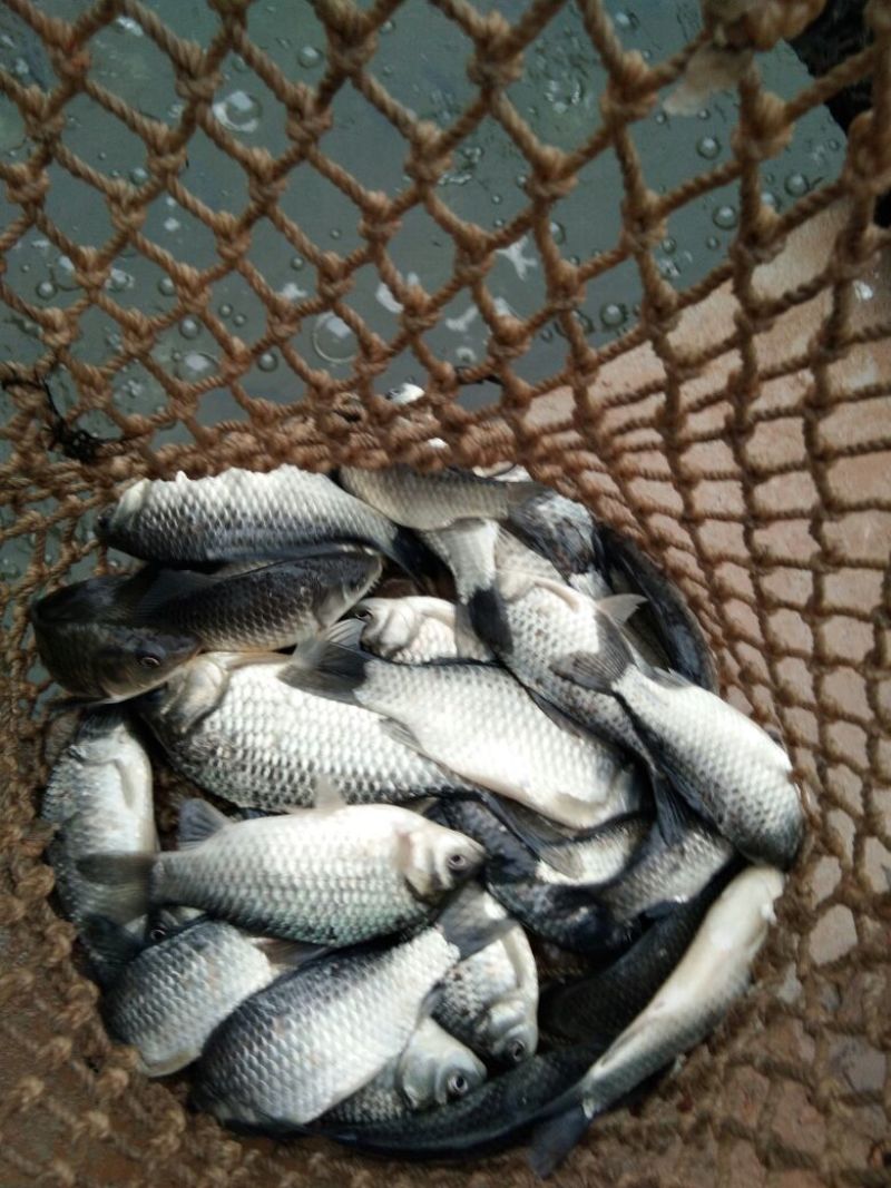 白鲫食用