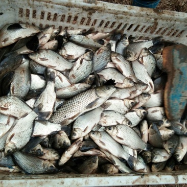 白鲫食用